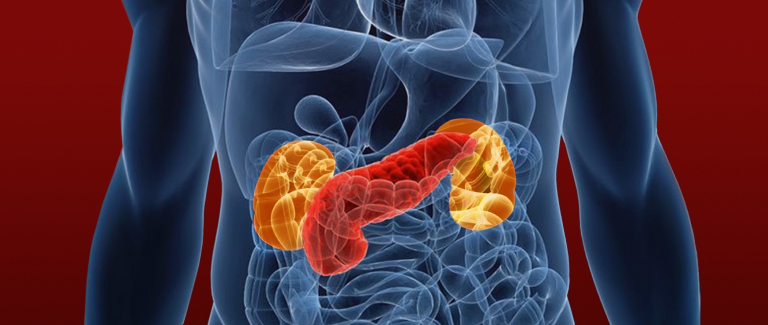 Diagram that shows where the kidneys and pancreas are located in the body